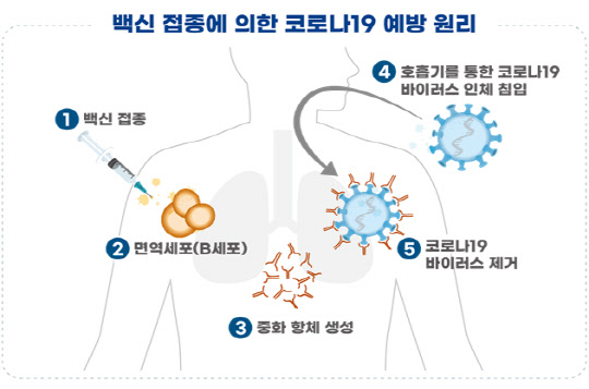 백신 접종에 의한 코로나19 예방 원리. 자료: 식품의약품안전처